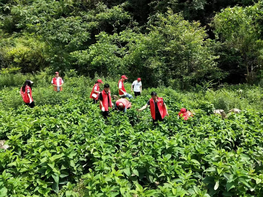 开展中药材种植技术培训活动