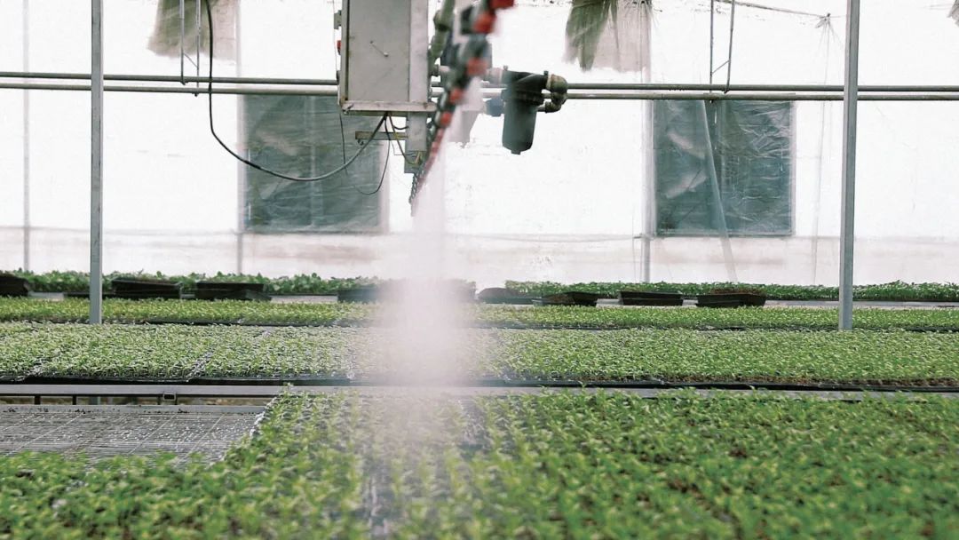 园区配备的全自动微喷灌系统正在喷洒作业。