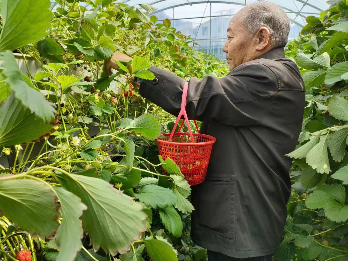 永禾源农业园区草莓园