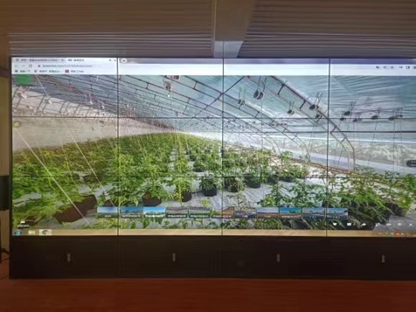 “杨柳村大农业”数据中心实时监控棚内作物画面。