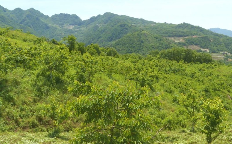 岚皋县城关镇永丰村车厘子采摘园