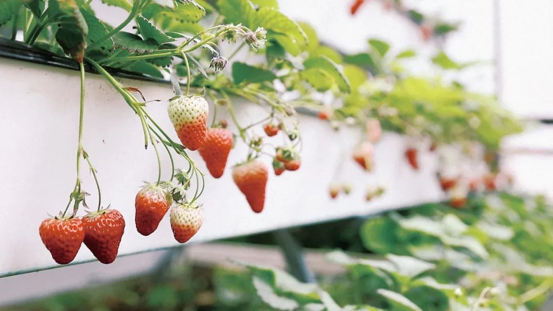 大棚内培育的草莓长势喜人。