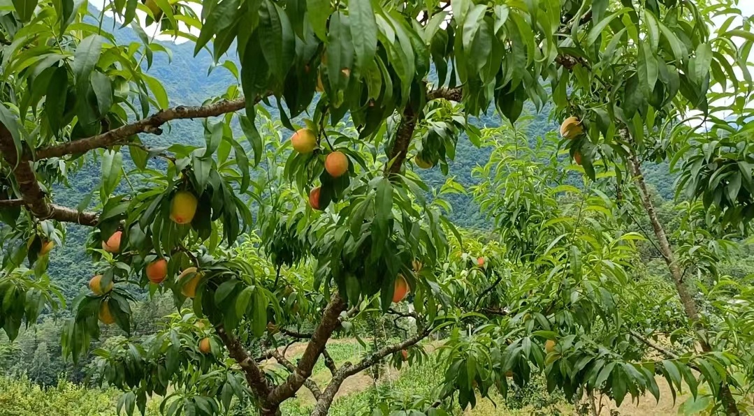 果实累累的桃园 邹大鹏 摄
