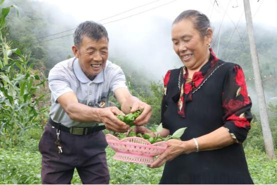 2022年6月16日，岚皋县四季镇天坪村村民冷忠礼和妻子在辣椒产业园里摘辣椒。陈延安 摄