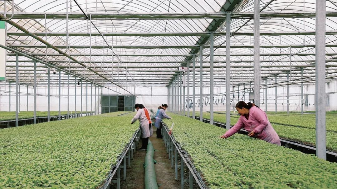 汉滨区忠诚现代农业园区育苗大棚内,工作人员正忙着选苗、间苗、拼盘分级管护。