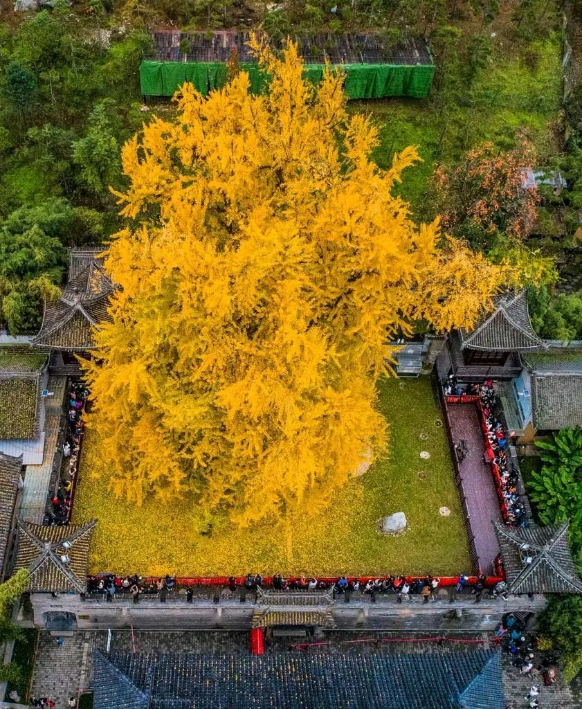 古观音禅寺银杏树