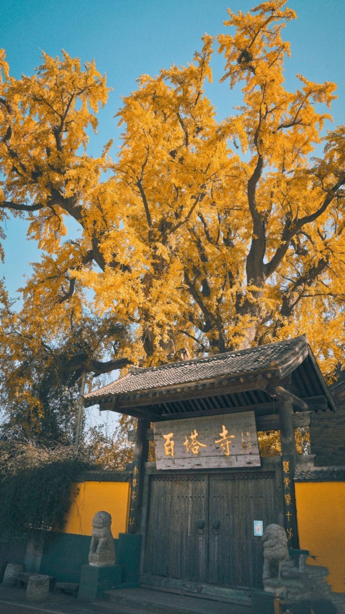 百塔寺银杏树