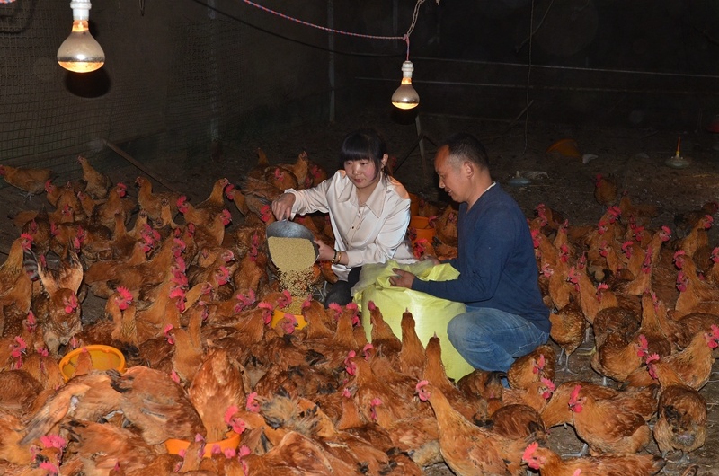 吴天荣与妻子正在给土鸡喂食。