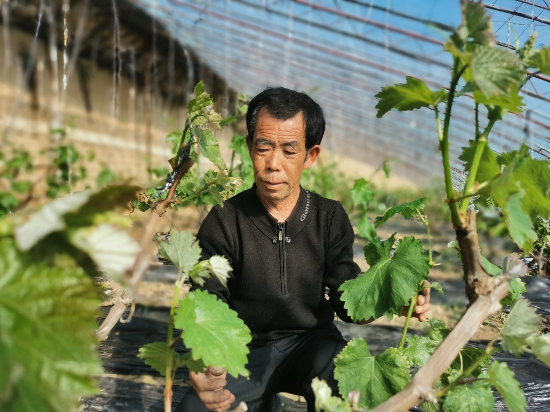 苗成海为葡萄摘芯