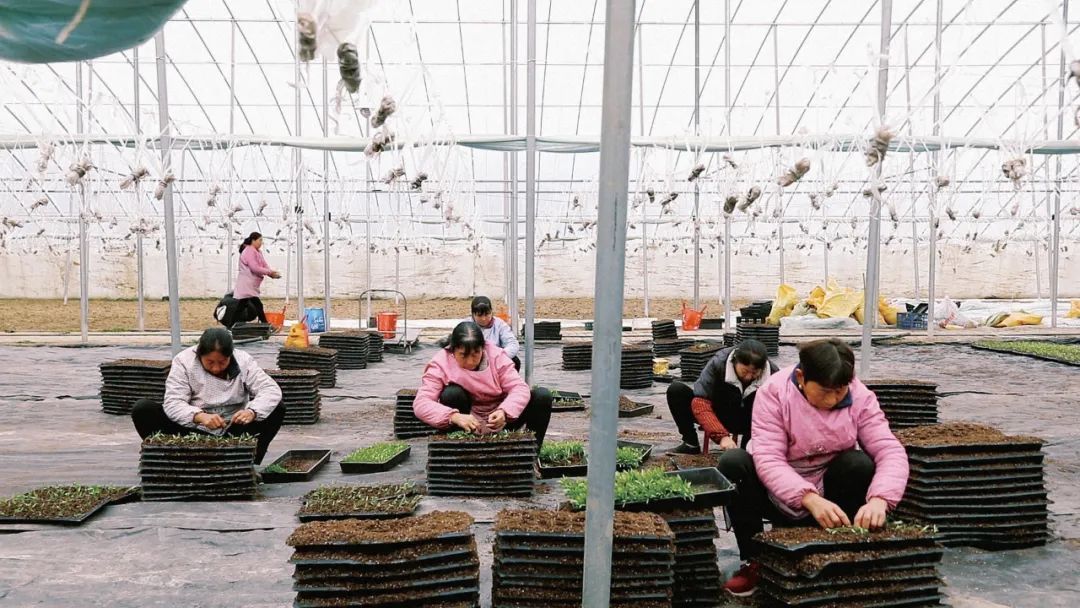 女工们正在棚里分拣菜苗。