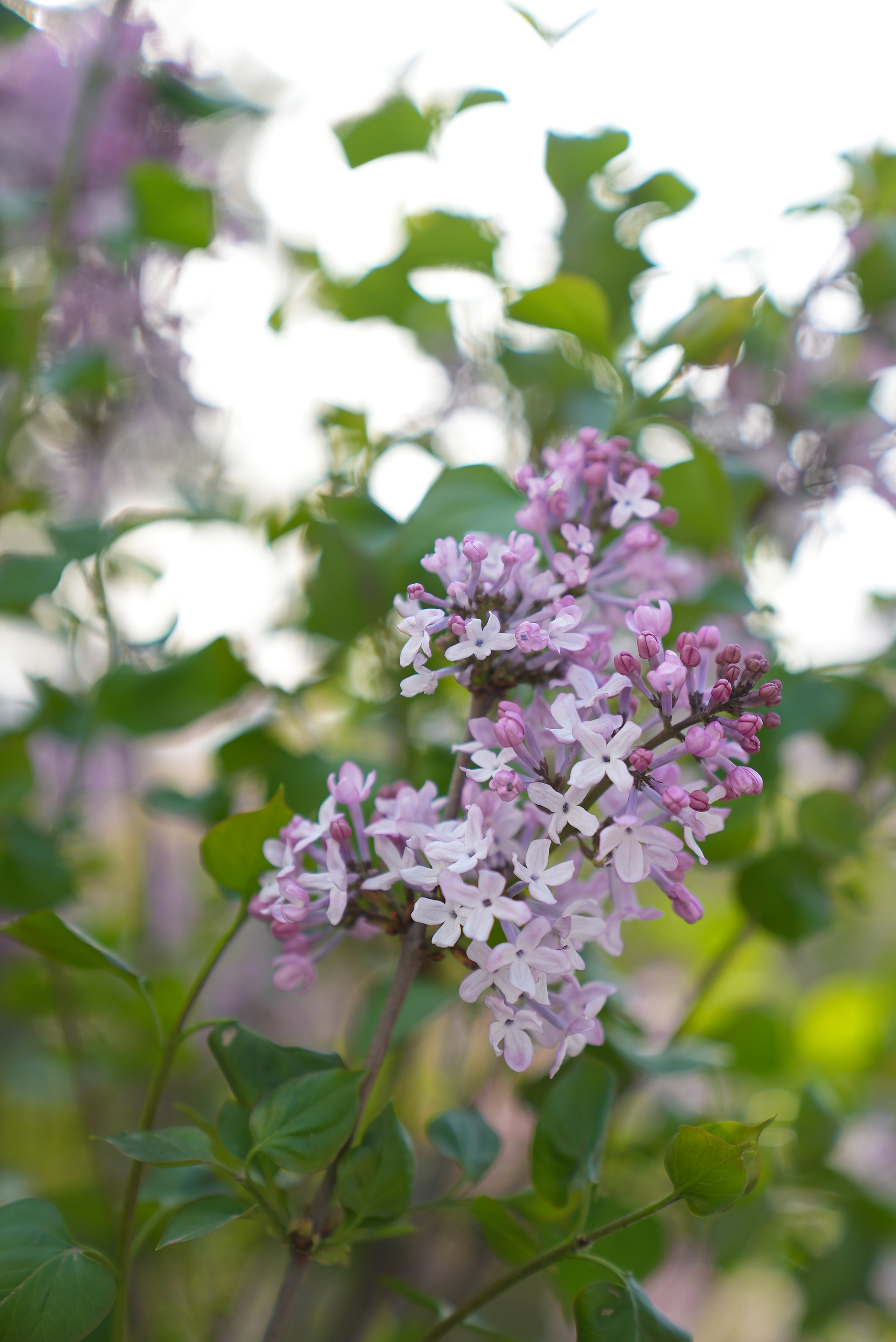 延安子长市:丁香花开 沁人心脾