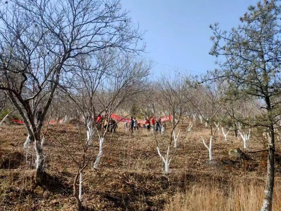 凤凰咀板栗园 马兰 摄