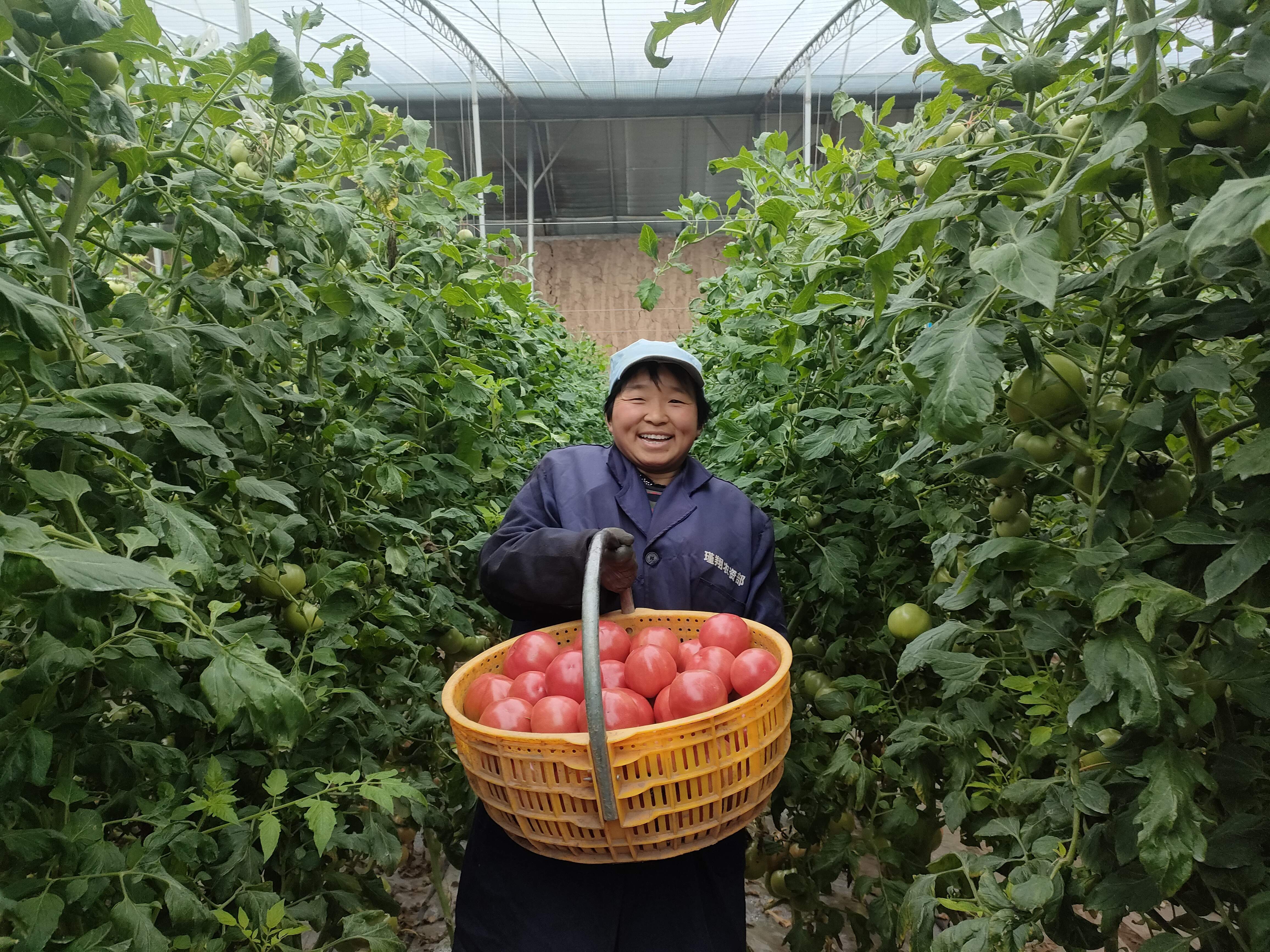 麦刘村普罗旺斯西红柿喜获丰收。