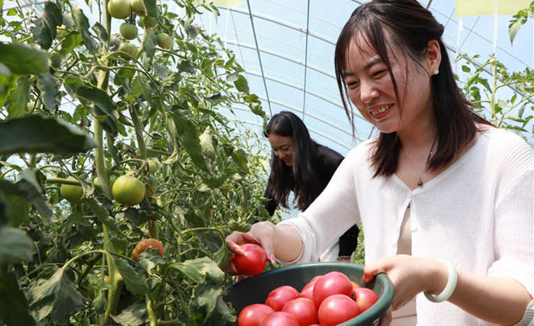 游客正在采摘草莓西红柿。