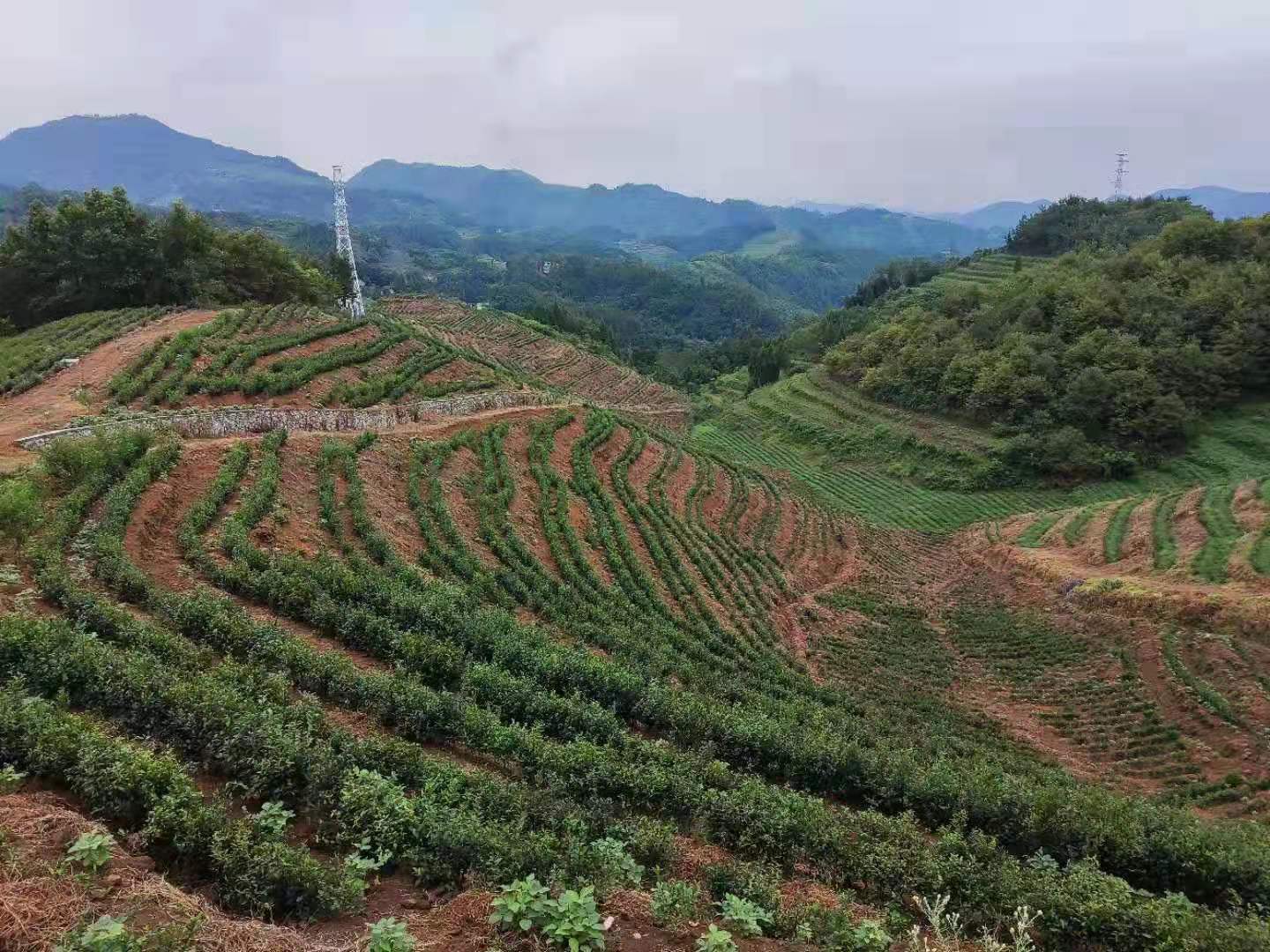 漩涡镇金星村茶叶种植基地