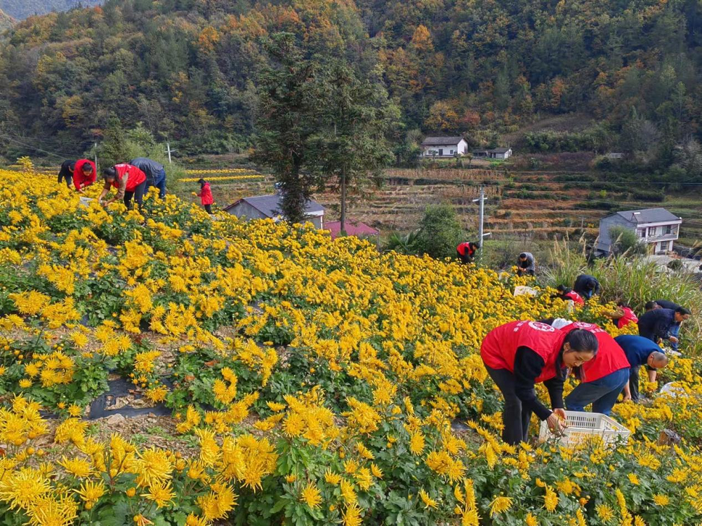 采摘金丝黄菊