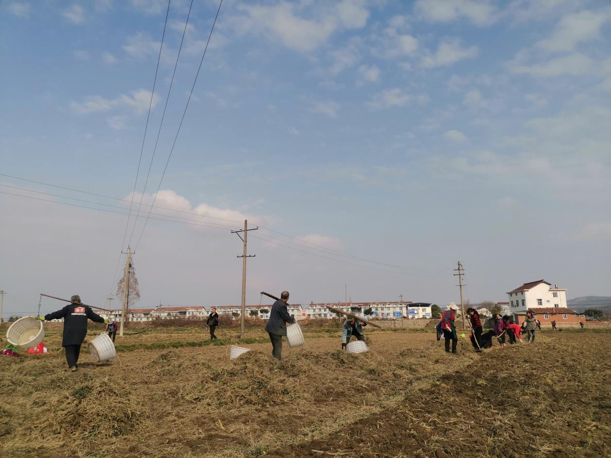 当地村民正在进行麦冬育苗工作。(本文图片由汉中市勉县周家山镇人民政府提供)