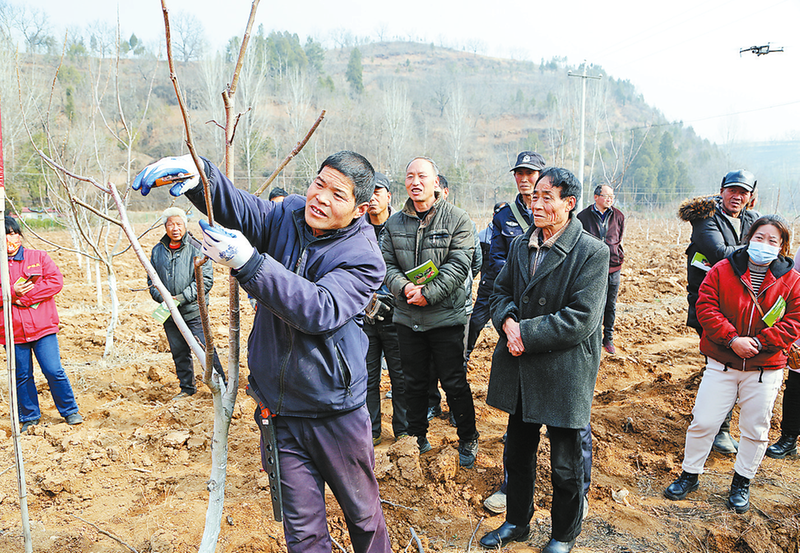 技术人员指导村民剪枝控型王孝竹 摄