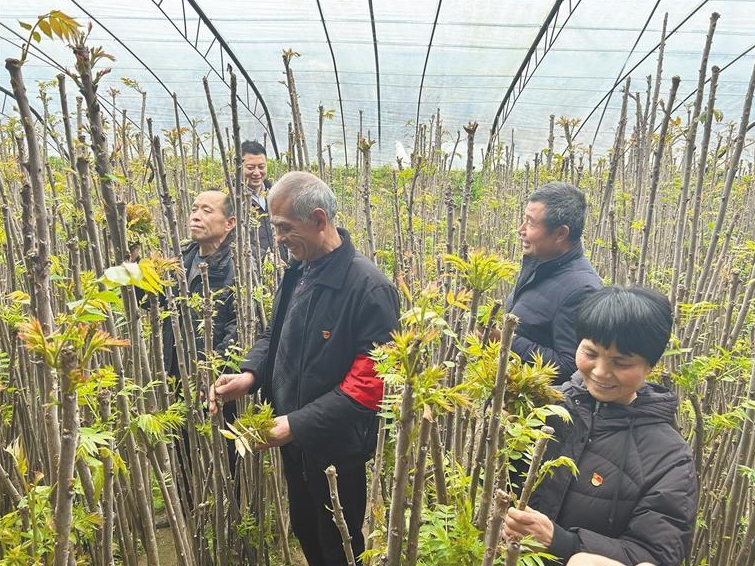 2月23日，华阴市甘渠头村香椿产业园内，村干部和村民一起采收香椿。（图片由刘曌琼拍摄）