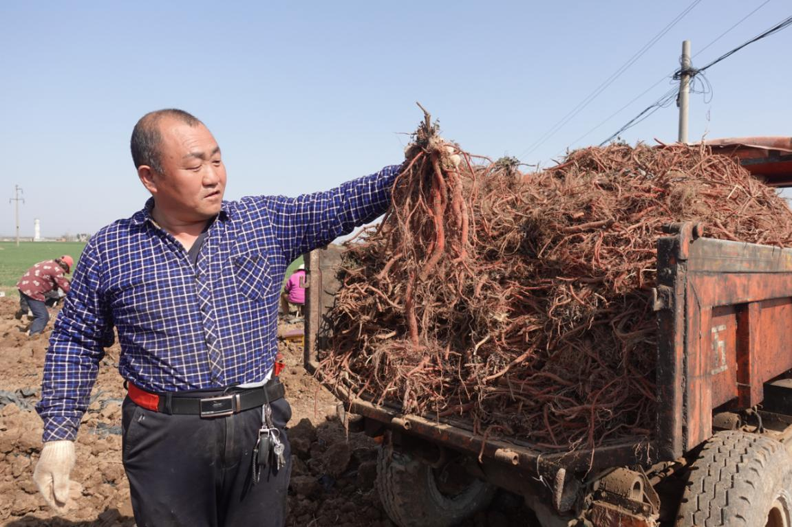 韩家村的200亩丹参迎来收获的最佳时节。