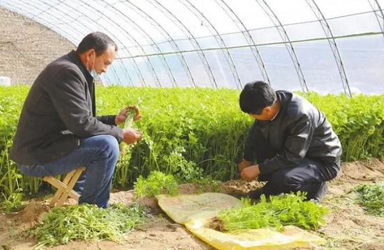 村民正在采挖麦芹。