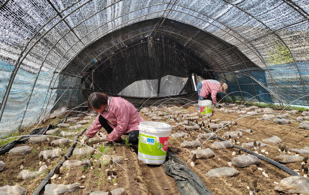 工人正在采收羊肚菌。（图片由宝鸡市陇县县委宣传部提供）
