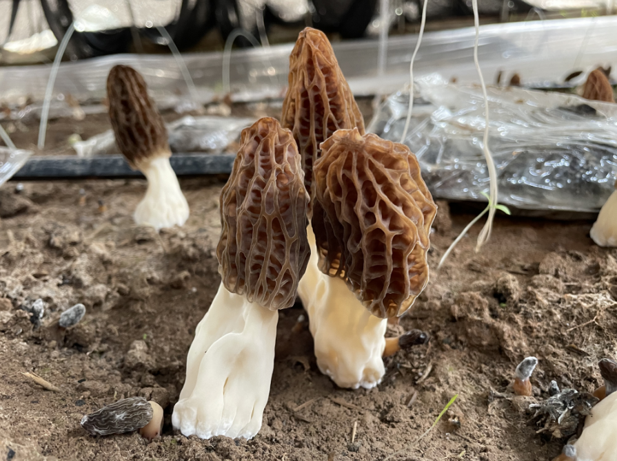 破土而出的羊肚菌（本文图片由李浩杰拍摄）