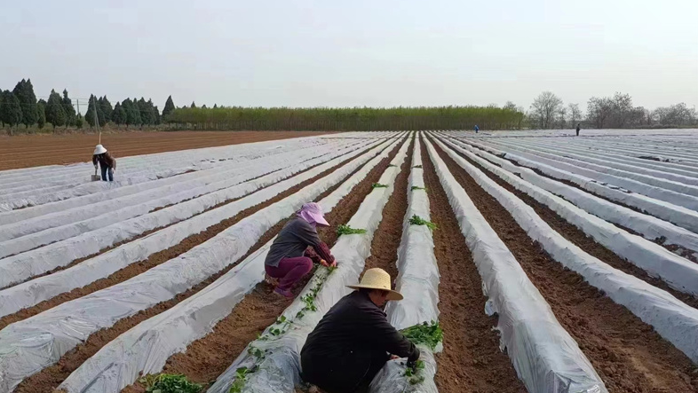 村民们正在种植辣椒。