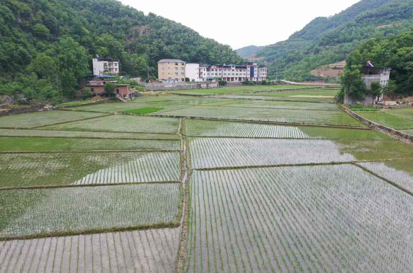 平整的稻田