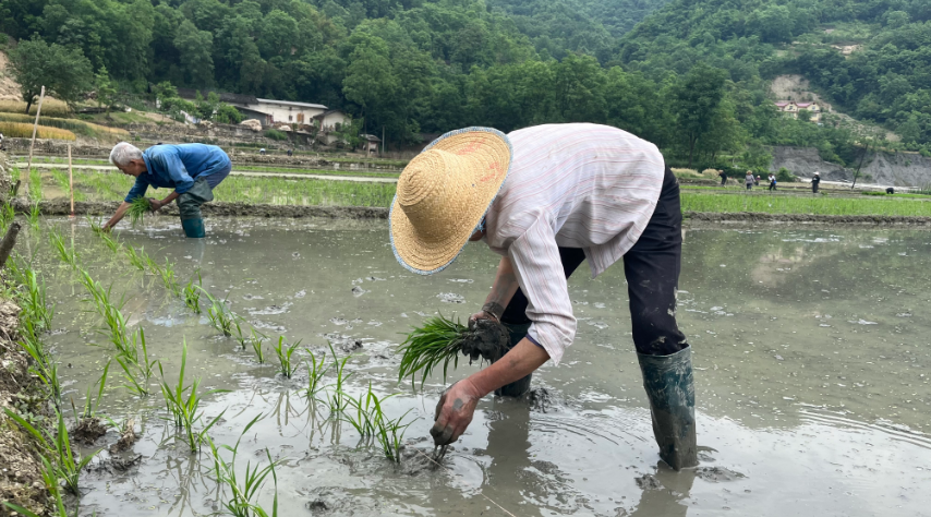 移栽秧苗