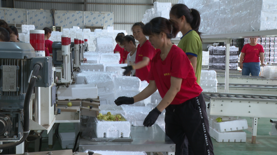 集中分拣包装