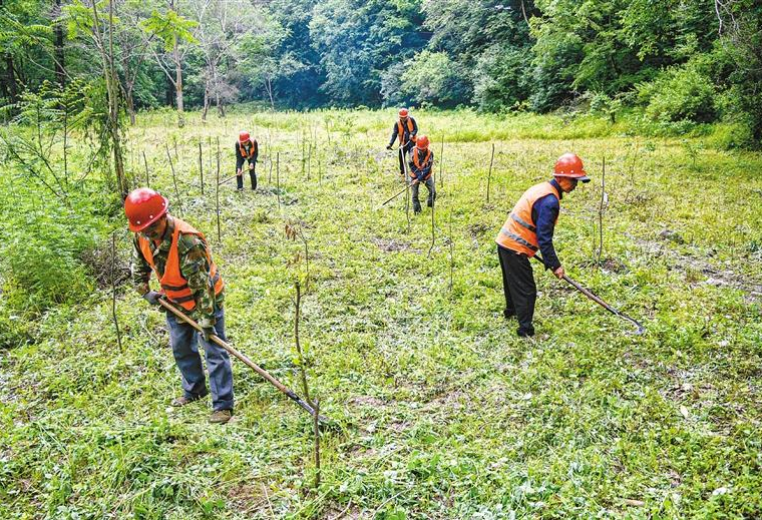 施工人员在深山里养护植被 记者 杨力 摄